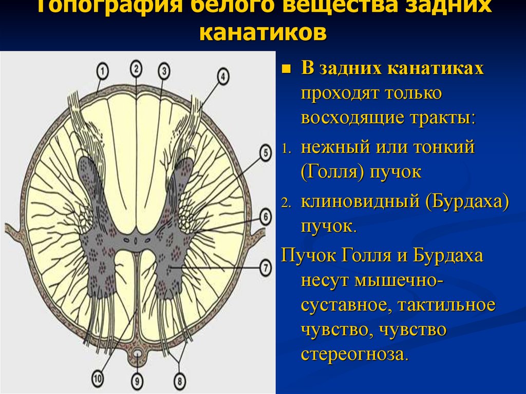 Белое вещество головного и спинного мозга образуют. Канатики белого вещества спинного мозга. Топография белого и серого вещества спинного мозга анатомия. Пучки заднего канатика спинного мозга.