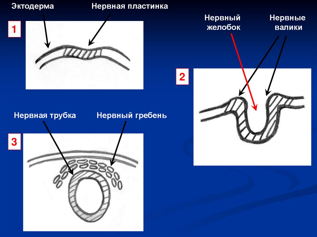 Нервная пластинка. Нервная пластинка нервный Желобок нервная трубка. Эктодерма нервная пластинка. Нервный Желобок. Эктодерма нервная пластинка нервный Желобок нервная трубка.