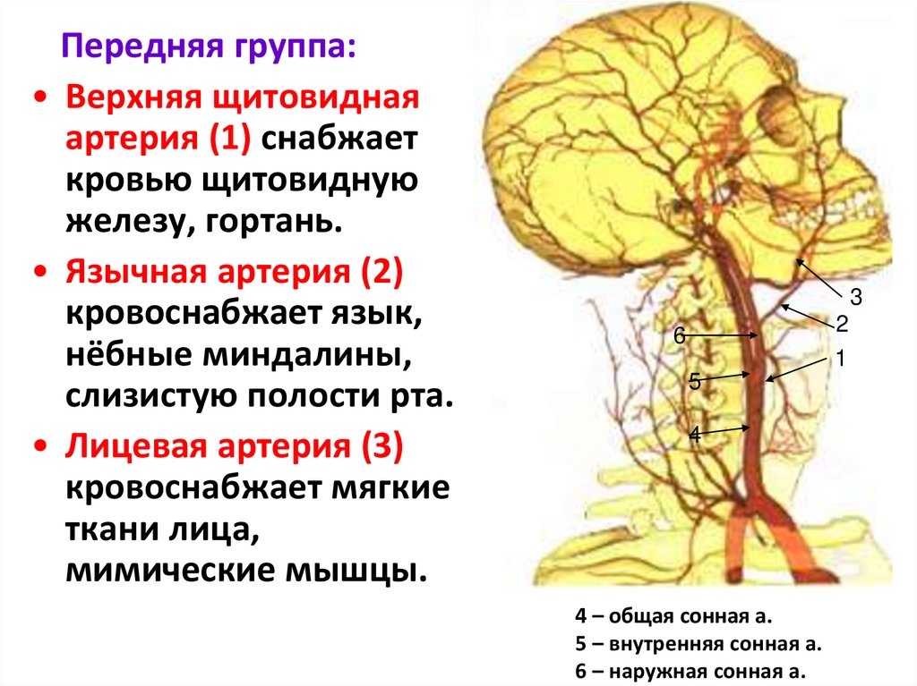 Артерии это простыми словами. Передняя группа наружной сонной артерии. Лицевая артерия кровоснабжает. Язычная артерия кровоснабжает. Железистые ветви лицевой артерии.