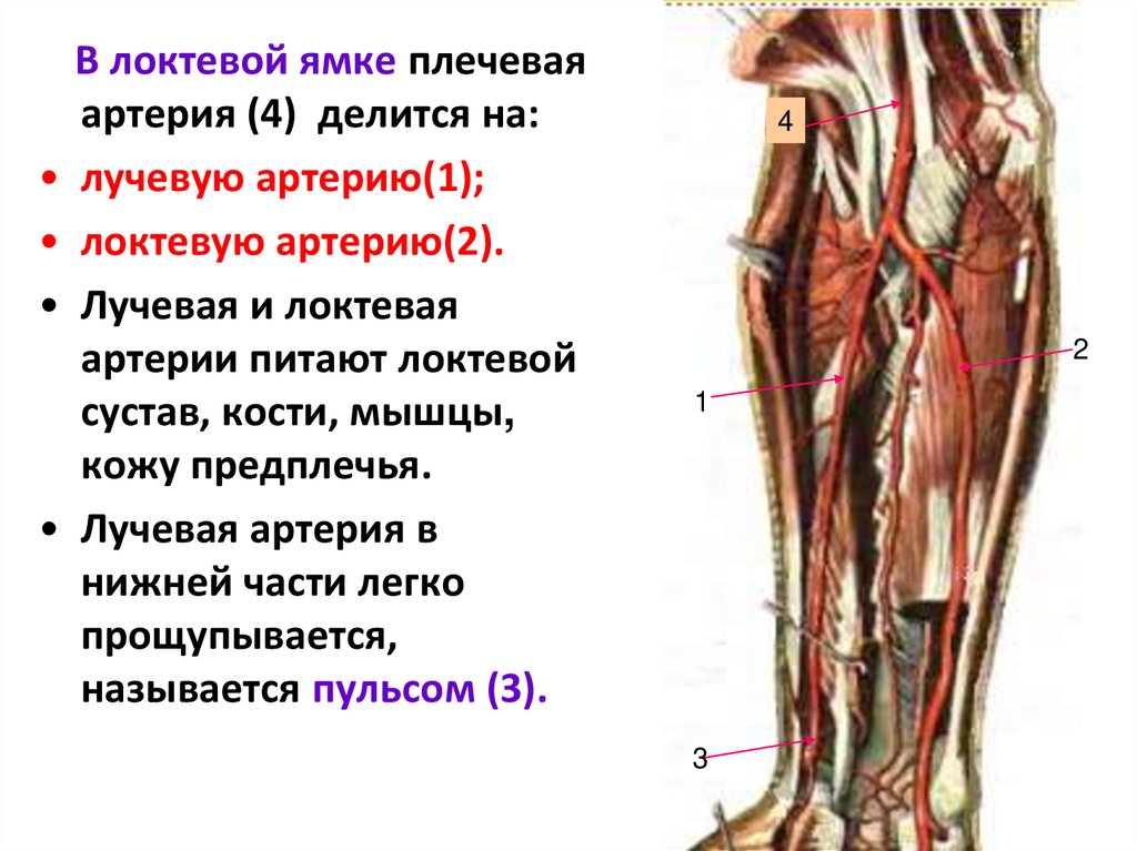 Лучевая артерия. Проекция лучевой артерии. Плечевая артерия в локтевой ямке. Лучевая и локтевая артерии. Лучевая артерия участвует в кровоснабжении.