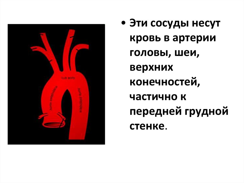 Конечность ада. Какие сосуды приносят кровь в мозг.