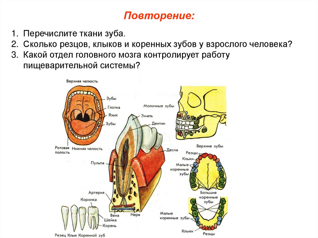 Название полостей человека. Резцы клыки и коренные зубы. Зубы: резцы, клыки, коренные зубы.. Резцы клыки малые и большие коренные зубы.
