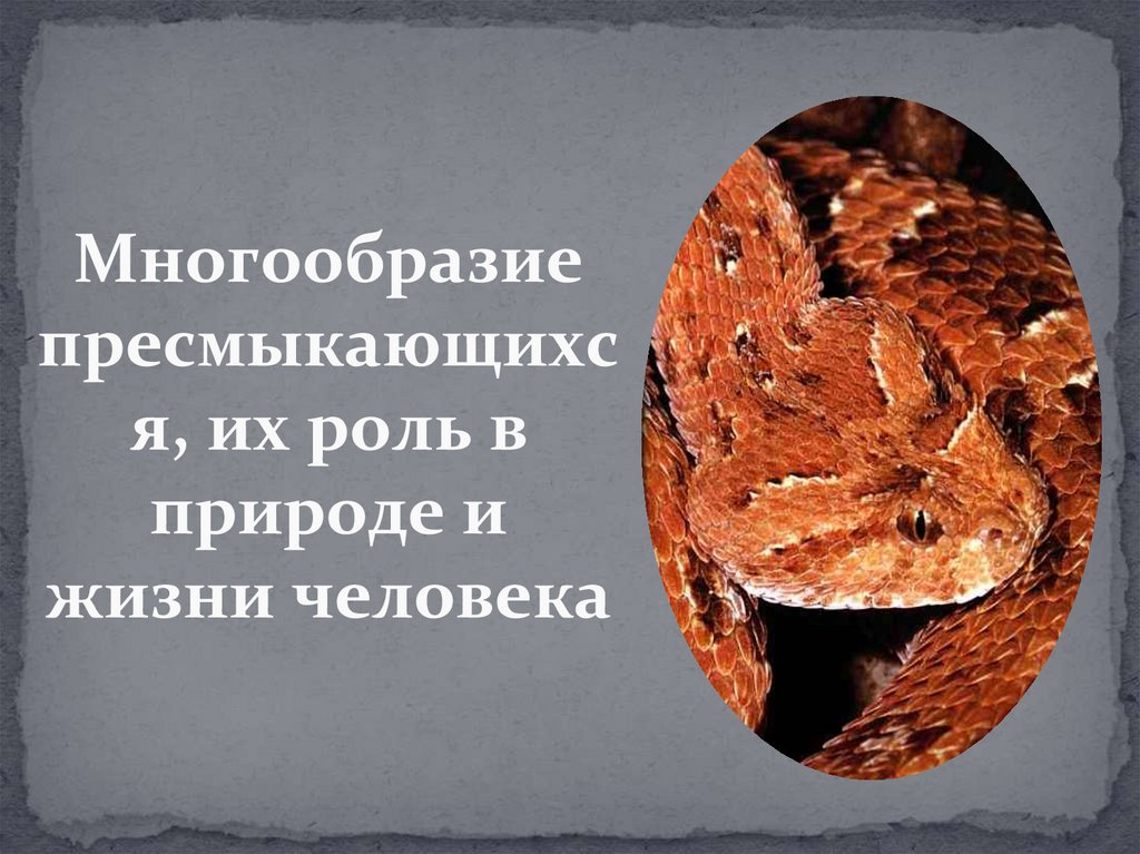 Многообразие пресмыкающихся, их роль в природе и жизни человека ...