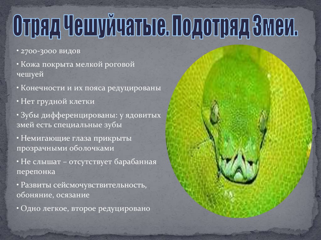 Многообразие пресмыкающихся, их роль в природе и жизни человека ...