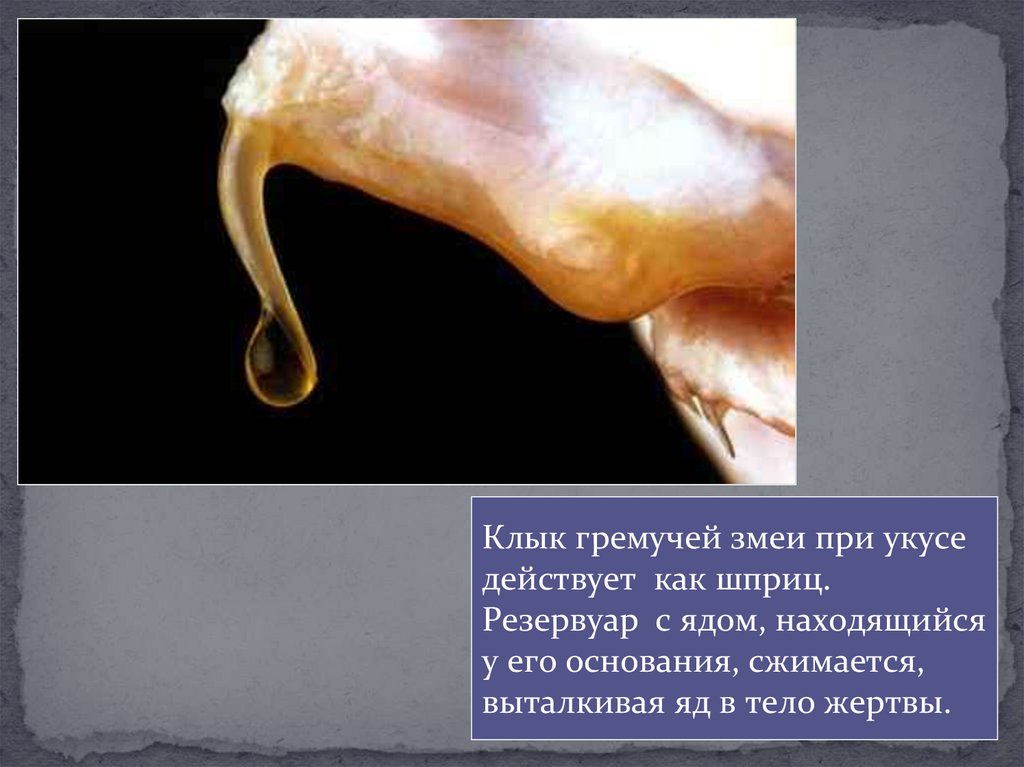 Многообразие пресмыкающихся, их роль в природе и жизни человека ...