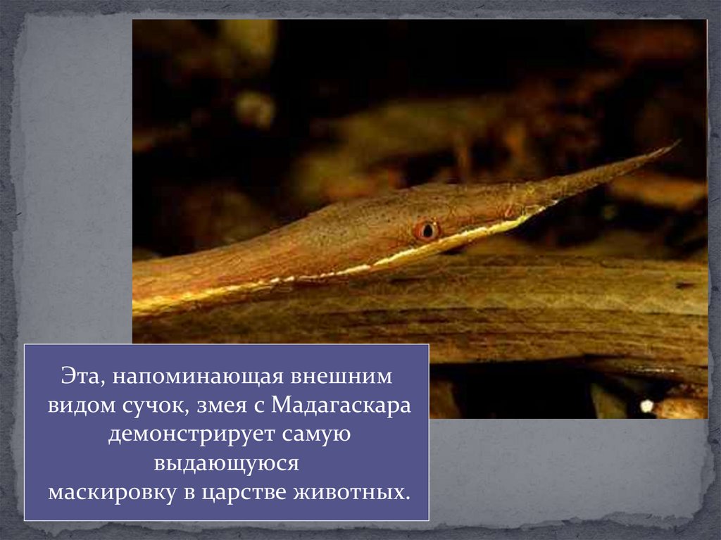 Многообразие пресмыкающихся, их роль в природе и жизни человека ...