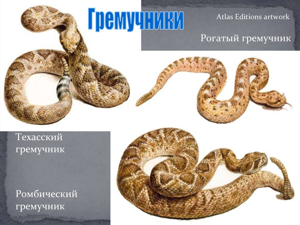 Многообразие пресмыкающихся, их роль в природе и жизни человека ...