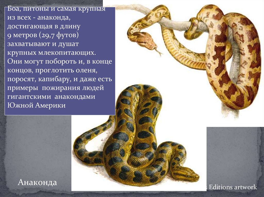 Многообразие пресмыкающихся, их роль в природе и жизни человека ...