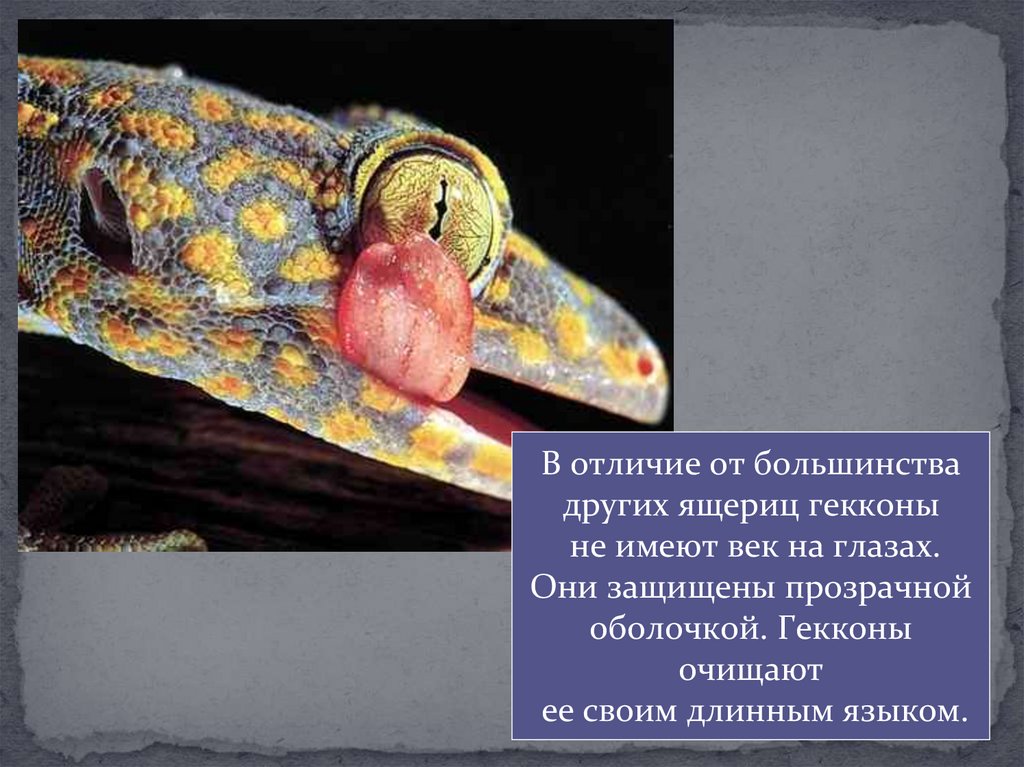 Многообразие пресмыкающихся, их роль в природе и жизни человека ...