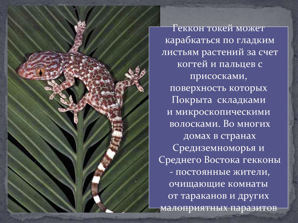 Многообразие пресмыкающихся, их роль в природе и жизни человека ...
