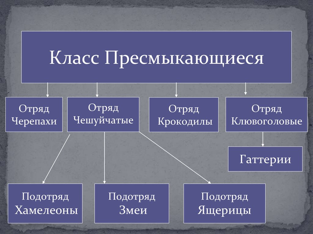 Многообразие пресмыкающихся, их роль в природе и жизни человека ...