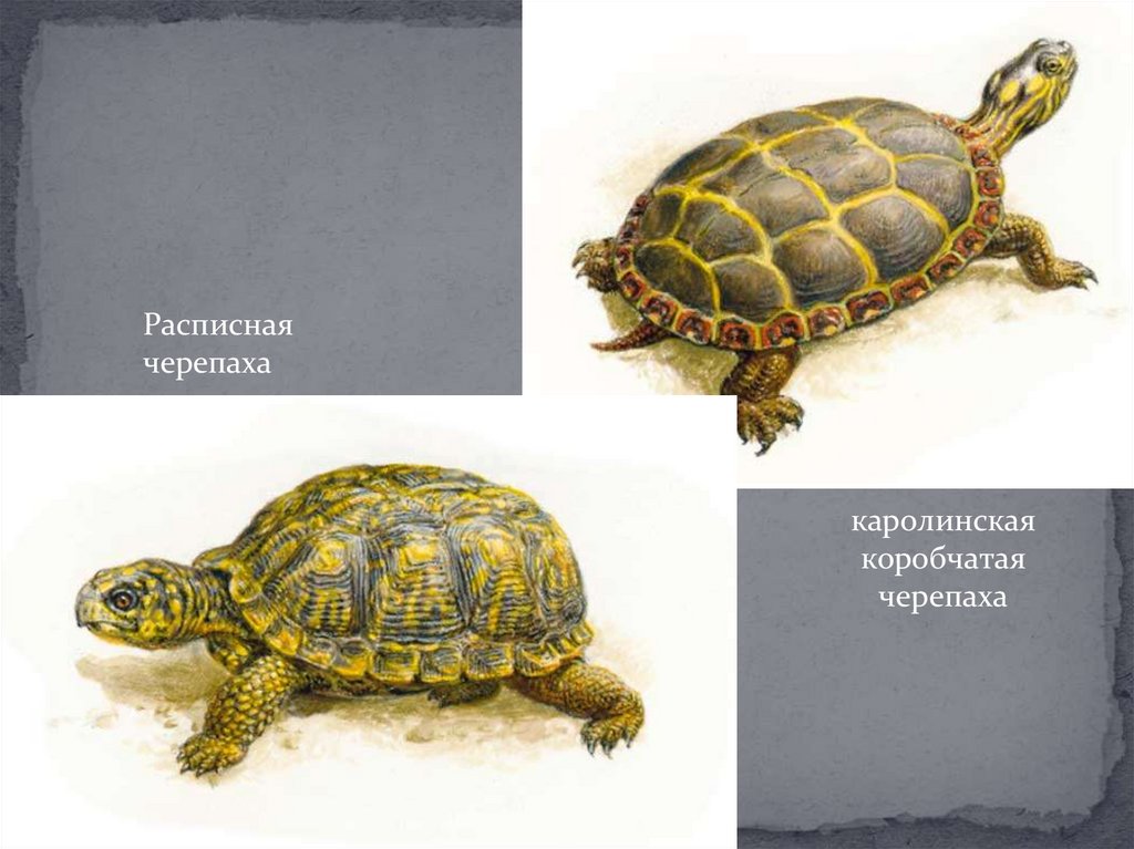 Многообразие пресмыкающихся, их роль в природе и жизни человека ...