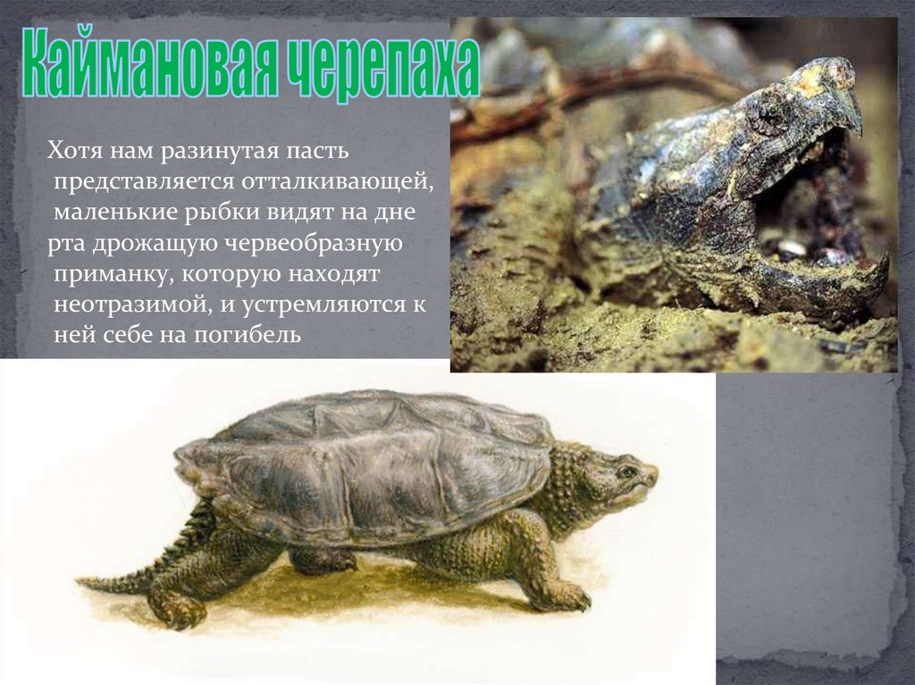 Многообразие пресмыкающихся, их роль в природе и жизни человека ...