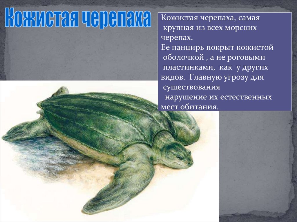 Многообразие пресмыкающихся, их роль в природе и жизни человека ...