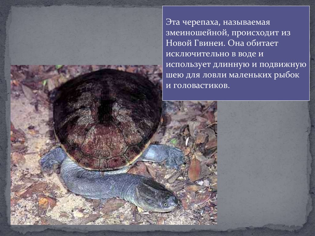 Многообразие пресмыкающихся, их роль в природе и жизни человека ...