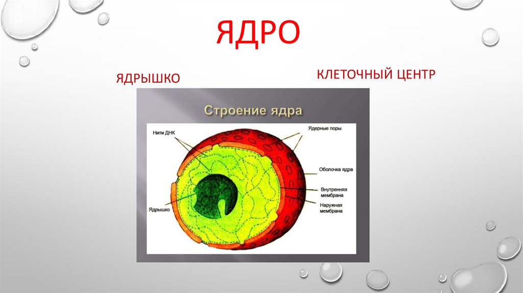 Клетка, её строение, химический состав, жизнедеятельность - презентация ...