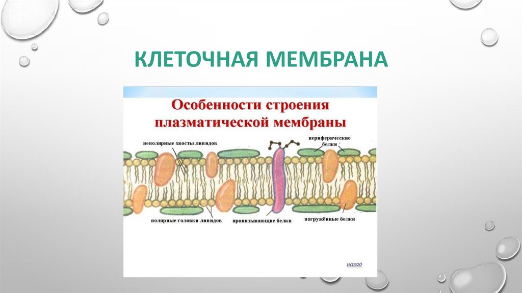 Строение химический состав жизнедеятельность клетки