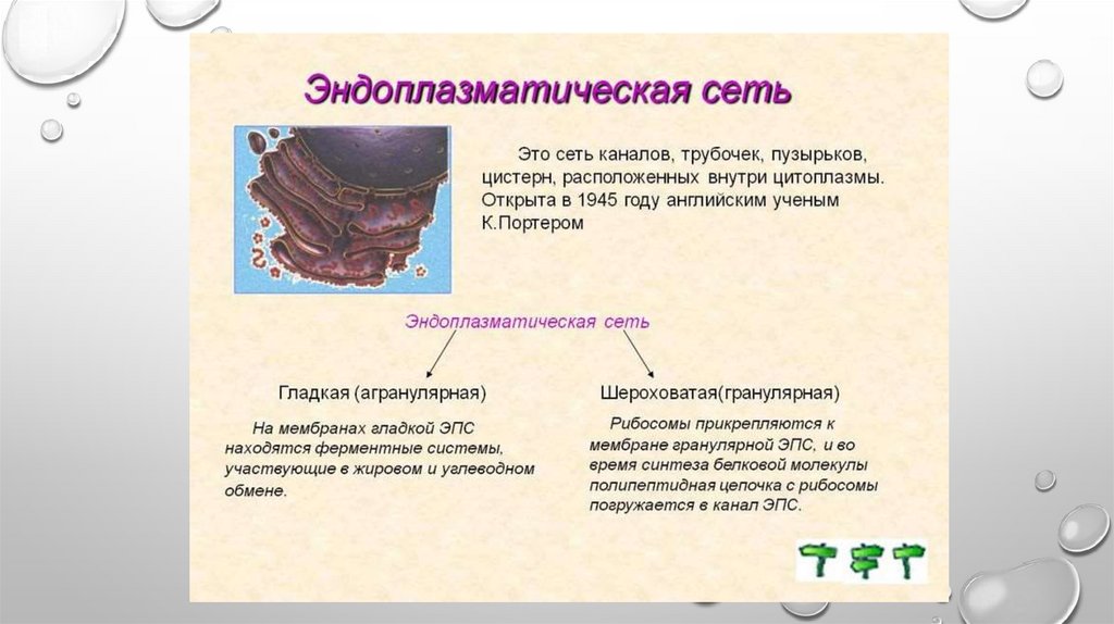 Клетка, её строение, химический состав, жизнедеятельность - презентация ...