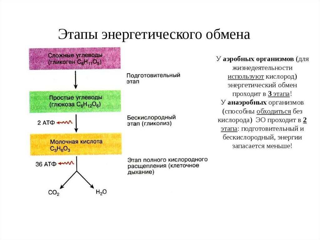 Энергетический обмен презентация 10 класс биология