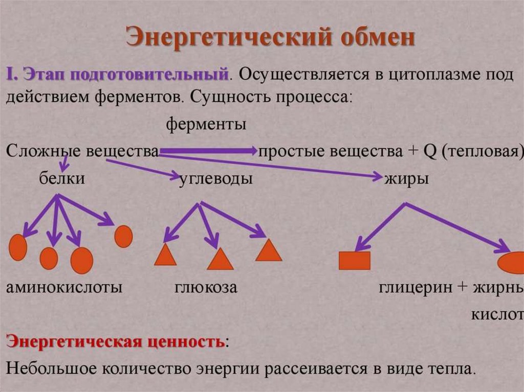 Энергетический обмен егэ презентация