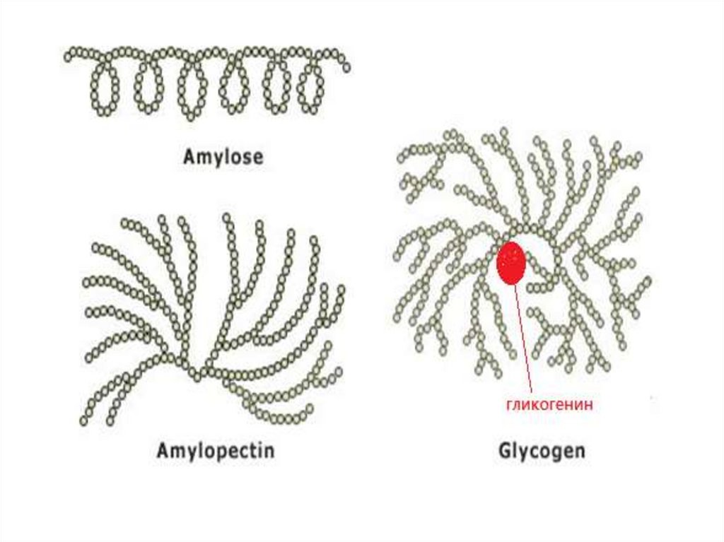 Метаболизм углеводов - презентация онлайн