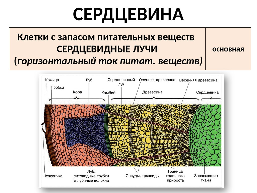 Сердцевина стебля особенности строения клеток. Сердцевина древесина камбий. Строение камбия ЕГЭ. Строение стебля перца. Стебель схема ЕГЭ.