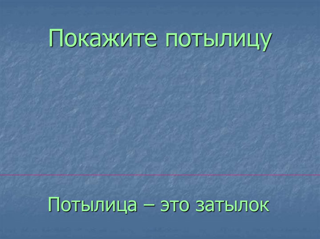 Покажите потылицу