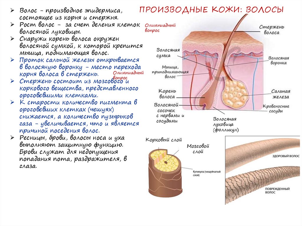 Слой в котором кожи находится волосяной фолликул