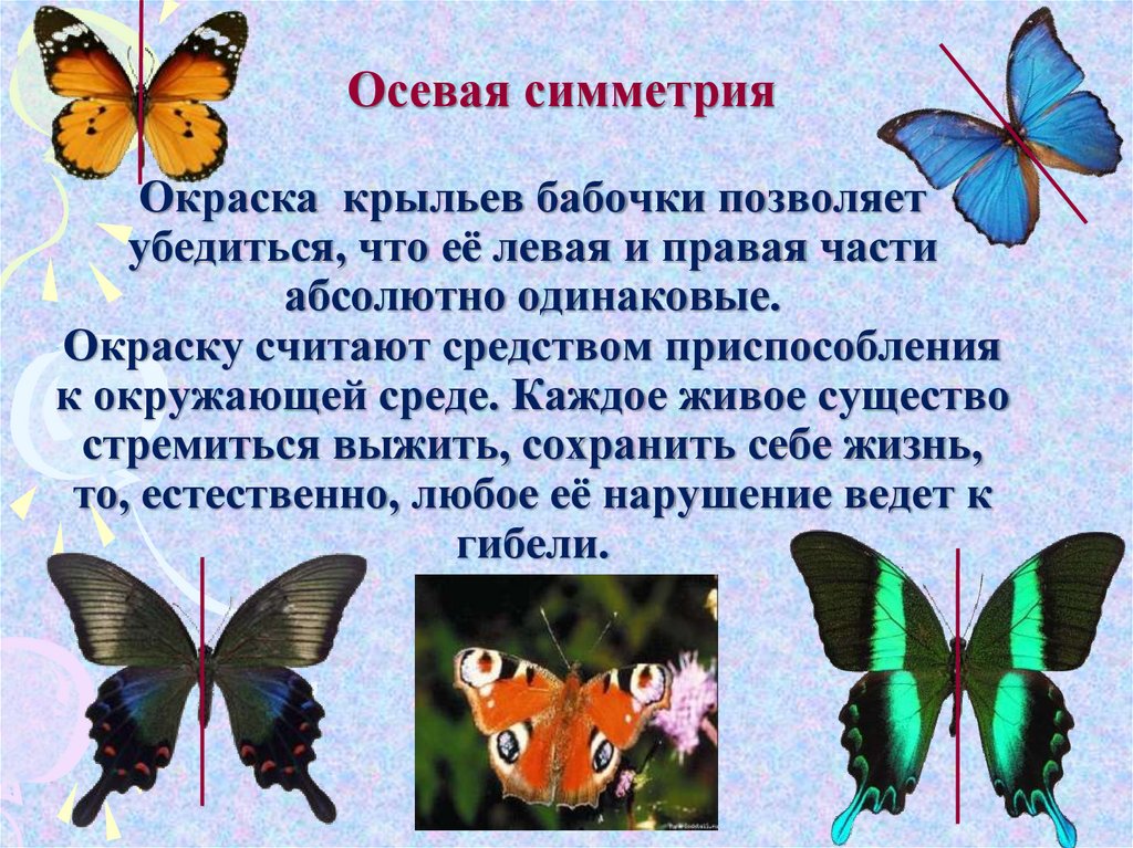 Симметрия презентация. Симметрия в природе математика. Симметрия в природе проект. Проект ось симметрии в природе. Симметрия в живой природе проект.