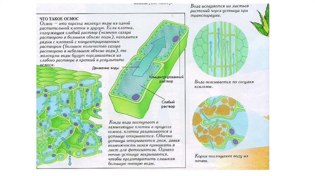 Вода в клетках растений. Схема растительной клетки как осмотической системы. Осмос в растительной клетке. Осмос в клетке растений. Осмос у растений.