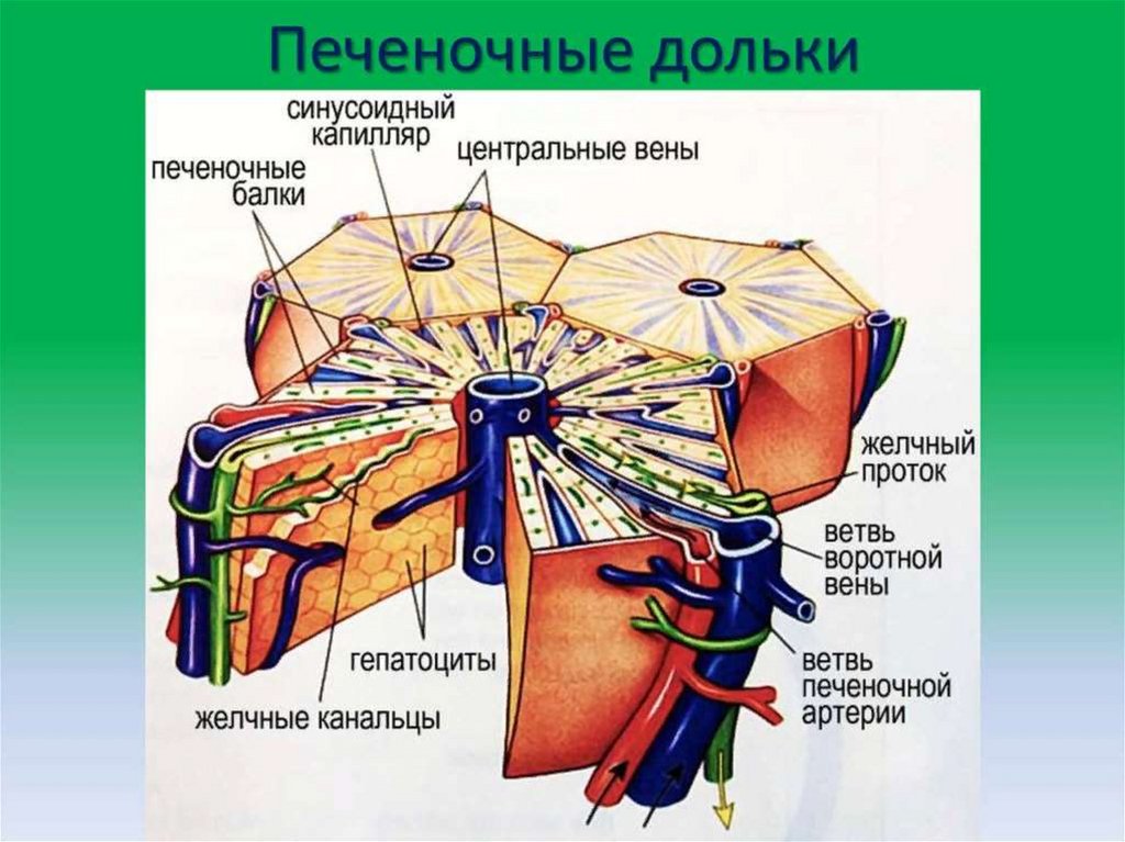 Строение печени рисунок