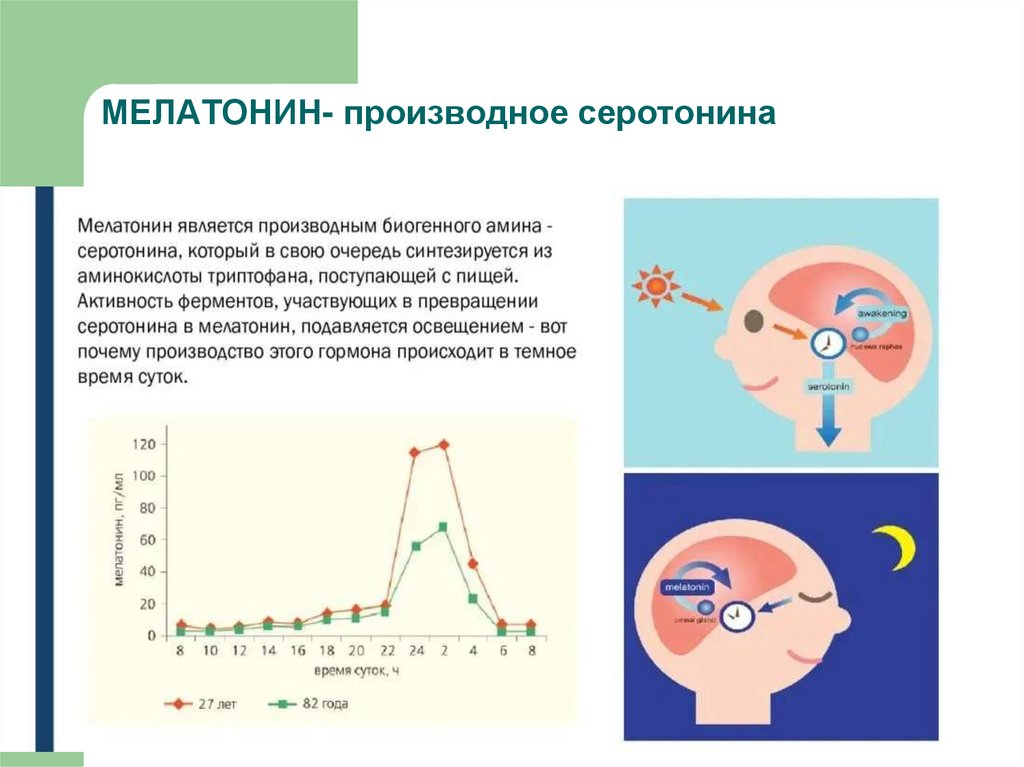 Мелатонин является производным. Антагонист мелатонина. Во сколько вырабатывается мелатонин.