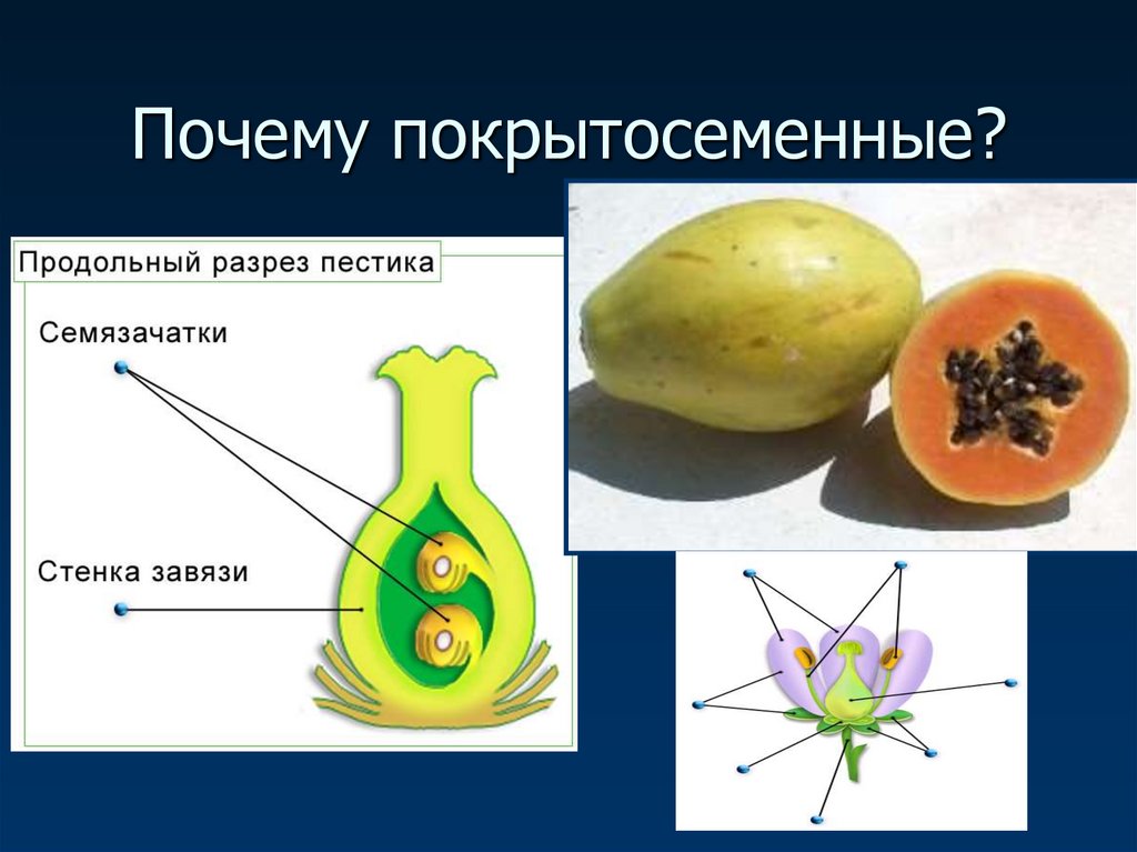 Покрытосеменные или цветковые 5 класс биология презентация