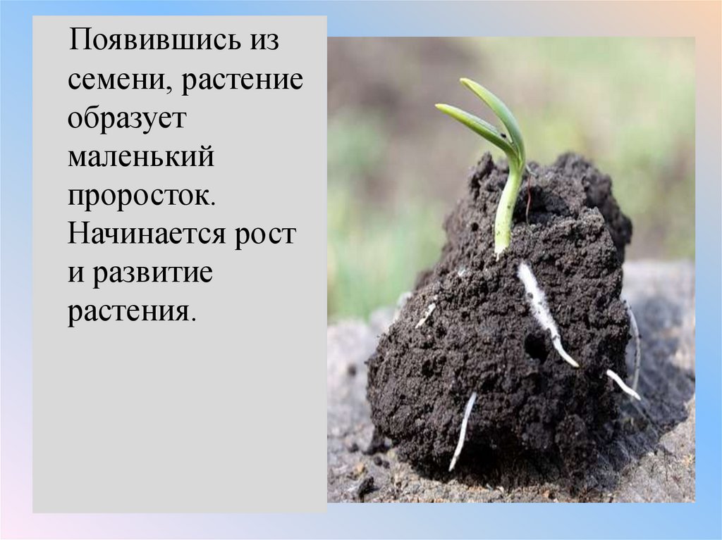 Презентация рост и развитие растений 6 класс. Рост и развитие растений. Развитие растения из семени. Как взаимосвязаны процессы роста и развития растений. Проросток.