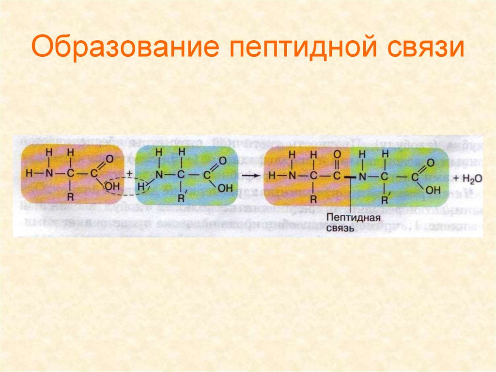 Пептидная связь является. Схема образования пептидной связи белка. Механизм образования пептидной связи в белках. Схема образования пептида. Схема пептидной связи биология.
