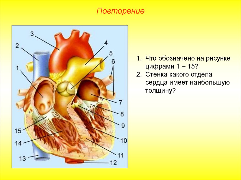 На рисунке схематично изображено строение сердца