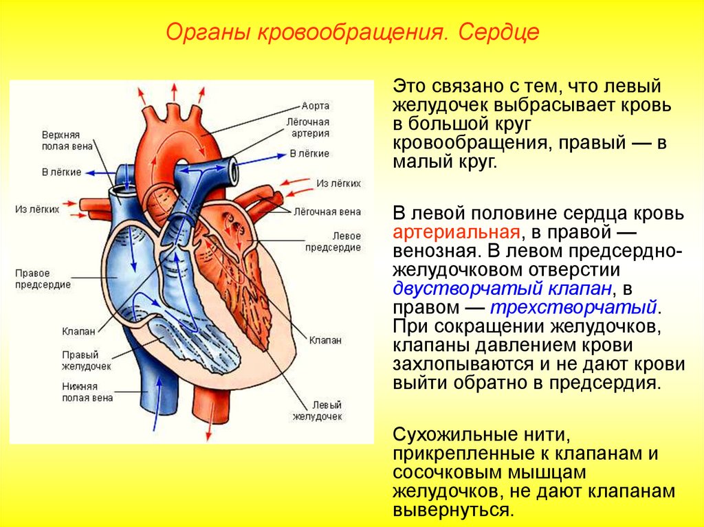 Строение сердца верхняя полая Вена. Строение желудочков сердца анатомия. Строение и функции левого и правого желудочка. Строение сердца венозная кровь. Точка кровообращения
