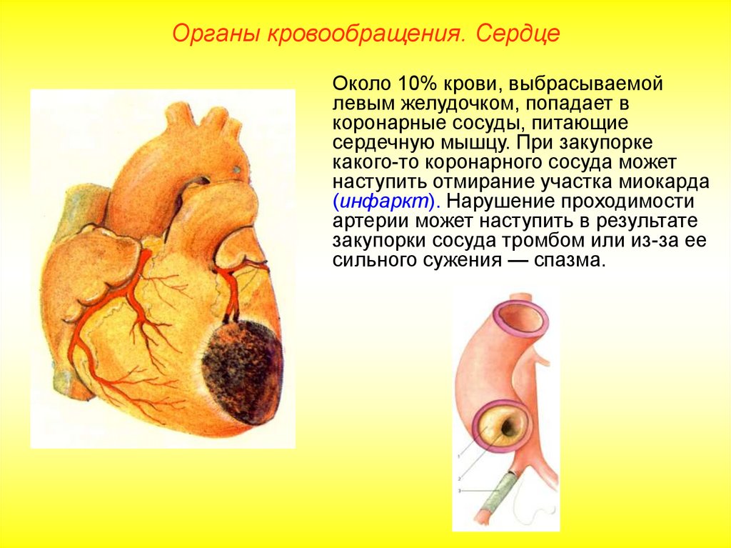 Около сердце. Органы кровообращения сердце. Органы кровообращения это сердце сосуды сердце. Спазмы сердечной мышцы.