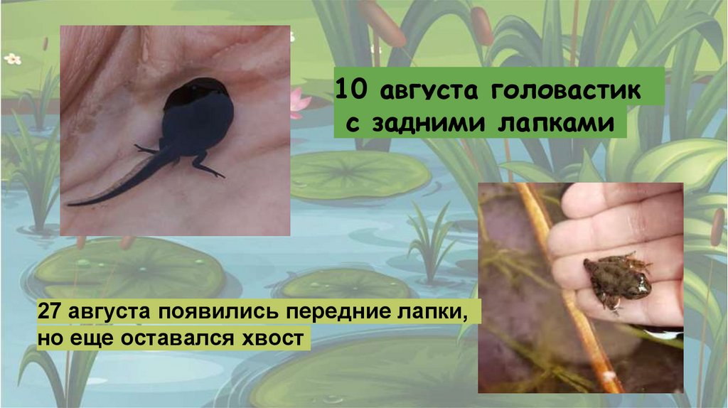 Из головастика в лягушку - презентация онлайн