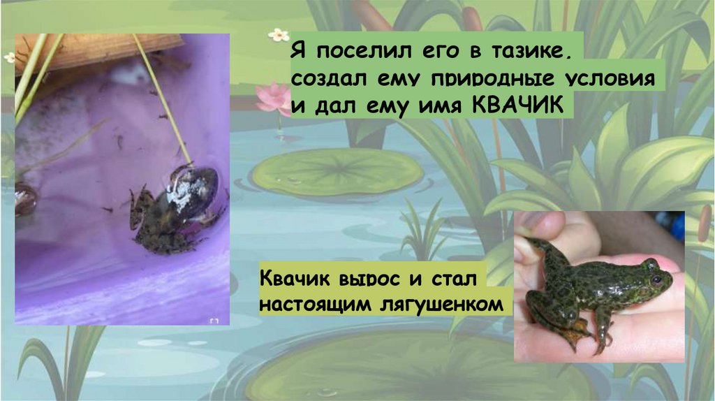 Из головастика в лягушку - презентация онлайн