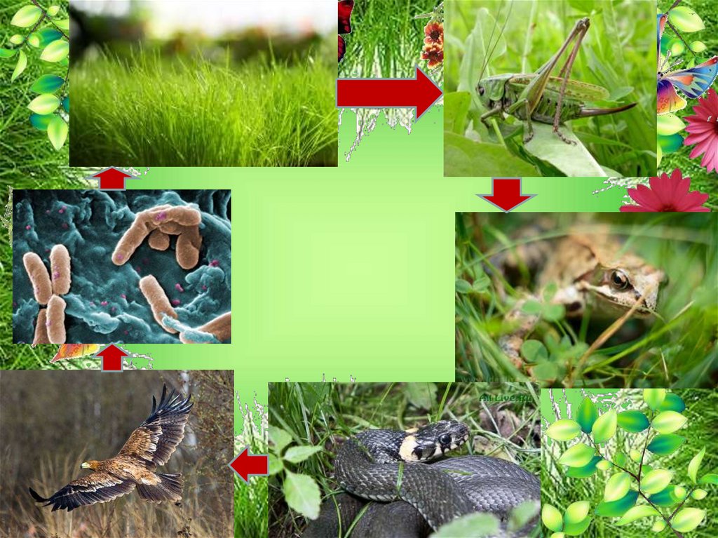 Изменения в природе летом 5 класс биология. Многообразие природных сообществ. Организмы в природных сообществах. Сообщества в живой природе. Природные сообщества биология.