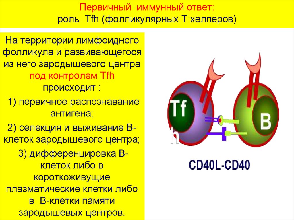 Вторичный иммунный ответ. Первичный иммунный ответ. Первичный и вторичный иммунный ответ. Клеточный иммунный ответ.