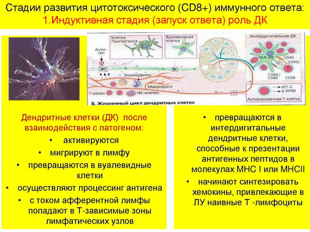 Виды клеточных популяций