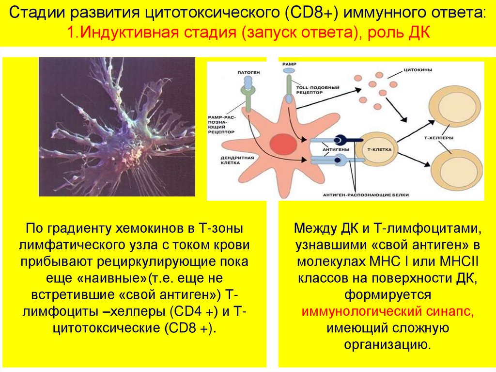 Основы кинетики клеточных популяций