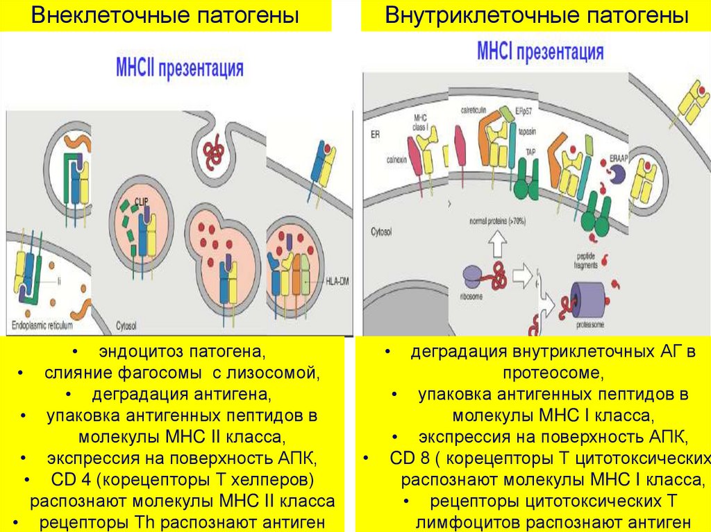 Механизм процессинга и презентации экзогенных и эндогенных антигенов