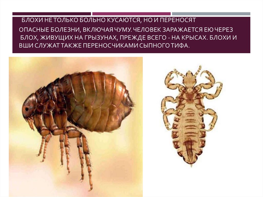 Зловредное насекомое рассказ. Гипотеза к проекту по биологии животные переносящие опасные болезни.
