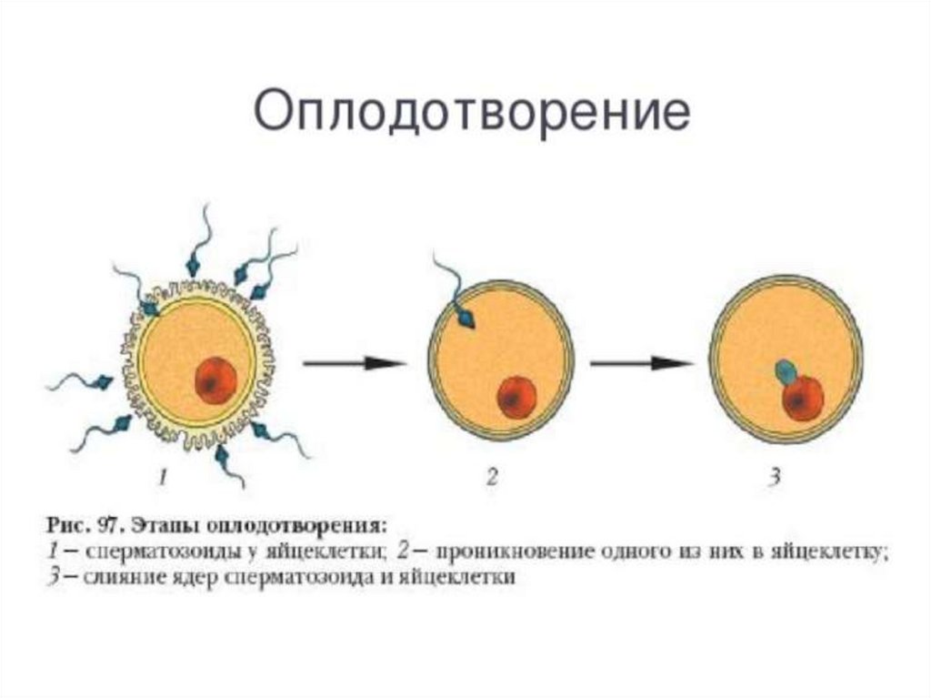 Онтогенез - презентация онлайн