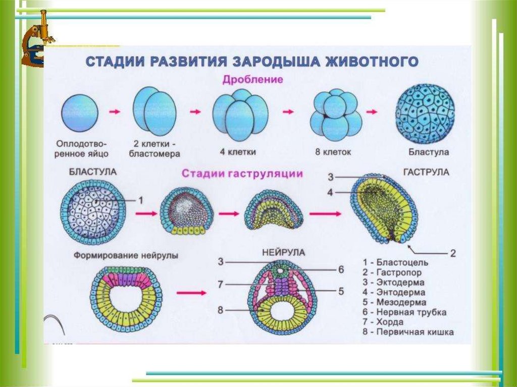 Онтогенез - презентация онлайн