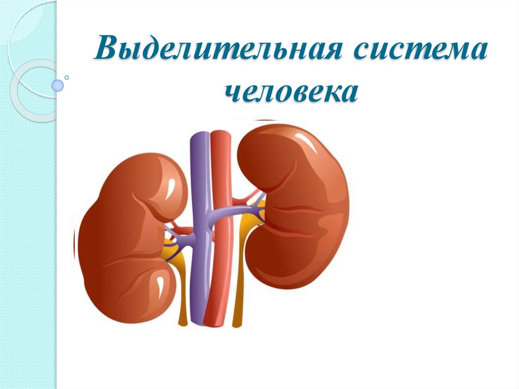 Презентация по выделительной системе человека