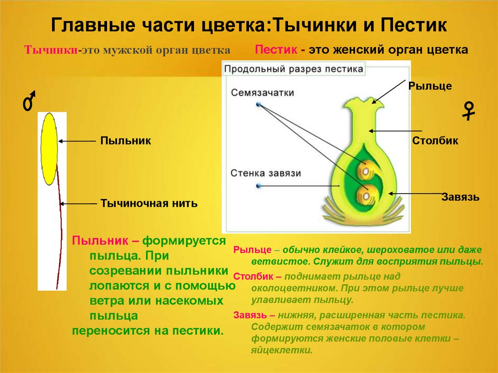 Главные части цветка пестик